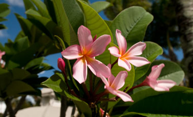 Pool, The Sebel Cairns Hotel, Cairns