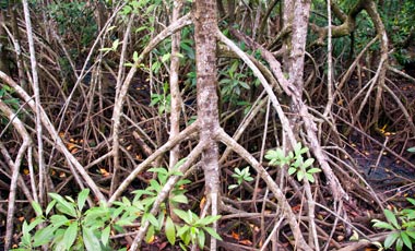 Mangrove Boardwalk
