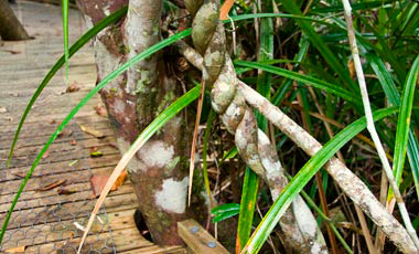 Dubuji Boardwalk