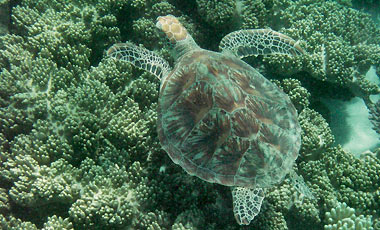 Sköldpadda, Snorkling i barriärrevet med Ocean Safari Tour