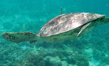 Sköldpadda, Snorkling i barriärrevet med Ocean Safari Tour