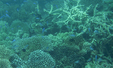 Snorkling i barriärrevet med Ocean Safari Tour