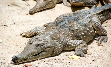 Freshwater Krokodil, Kuranda Koala Gardens