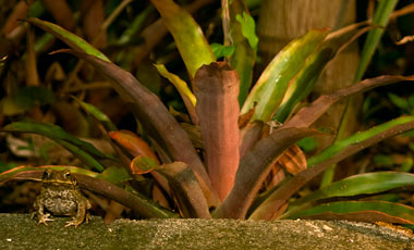 Groda, Dunk Island Resort