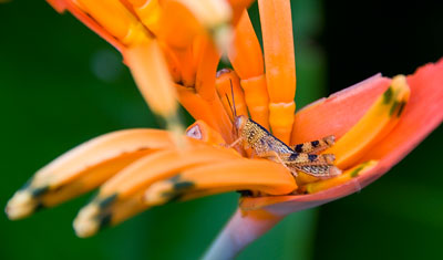 Insekt på blomma, Dunk Island