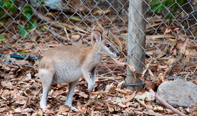 Wallaby utanför vårt rum på Long Island Resort