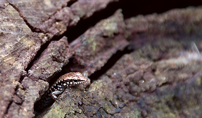 Ödla, Molle Islands National Park, Long Island