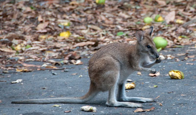 Wallaby, Long Island