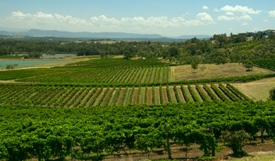 Audrey Wilkinson Vineyard