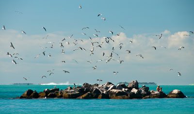 Fåglar vid Fort Zachary Taylor Beach i Key West