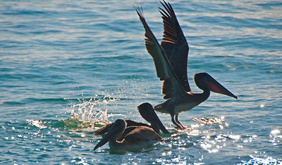 Fåglar, Fort Zachary Taylor Beach i Key West