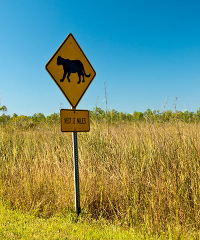 varning för panter i Everglades, Florida