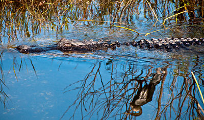 En alligator smyger fram i vattnet, Florida