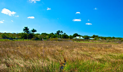 Landskapet vid Royal Palms Anhinga trail, Florida