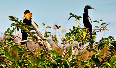 Ormhalsfåglar i trädtopparna vid Anhinga trail i Everglades