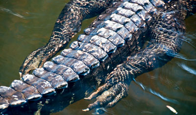 Alligator klor i närbild, Everglades Florida
