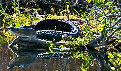 En alligator lapar sol i Everglades, Florida