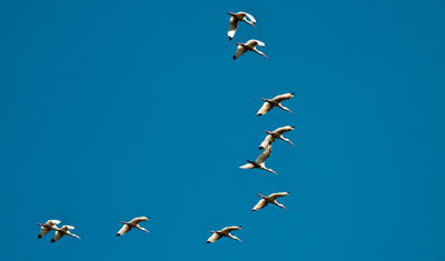 En formation med fåglar på en klarblå himmel i Everglades, Florida