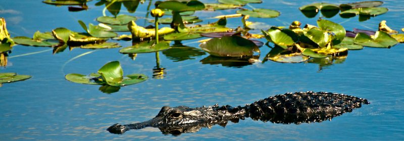 Alligator bland näckrosor i Everglades, Florida