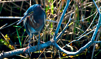 En vacker blå fågel spanar på fisk, Everglades Florida
