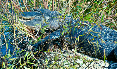 En alligator som blickar ut över vattnet nedanför, Everglades Florida