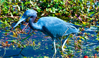 En klarblå fågel trampar runt i grunt vatten fyllt med alligatorer, Everglades Florida