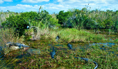 Massor av alligatorer i vacker natur, Everglades Florida