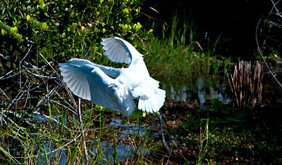 En vit häger landar bland trädgrenar i Everglades Florida