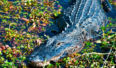 En alligator bland grönska i Everglades, Florida