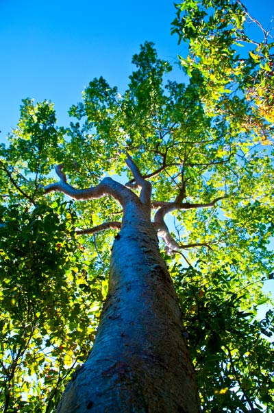Gumbo Limbo träd, Everglades Florida
