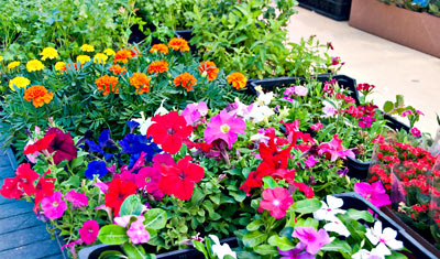 Marknad i Sabinillas, Manilva