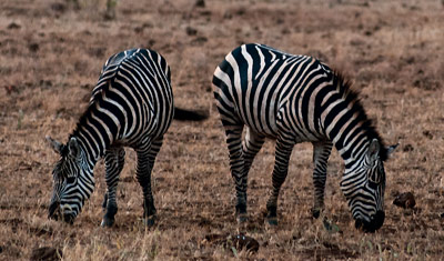 Två Zebror betar i gryningen, Meru National Park i Kenya