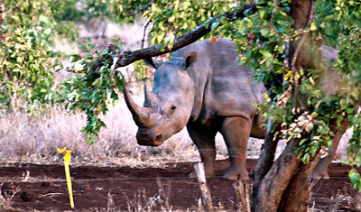 En noshörning kikar fram, Meru National Park