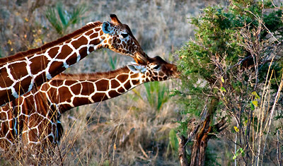 Girafferna äter frukost, Meru National Park Kenya