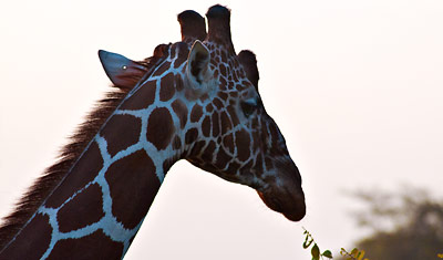 Närbild på en giraff vid gryning i Meru National Park, Kenya