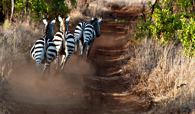 Mönstret försvinner i ett damm moln framför oss, Zebror i Meru National Park