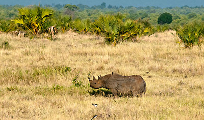 Den ovanliga svarta noshörningen tar det lugnt i Meru National Park Kenya