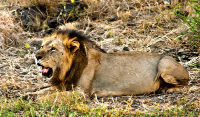 Ett av lejonen vill vara själv och går iväg, Meru National Park