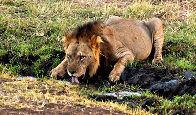 Lejon lapar vatten i Meru National Park Kenya