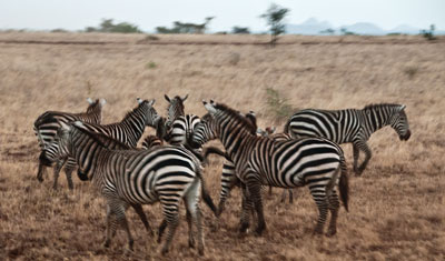 En grupp Zebror i skymningen, Meru National Park
