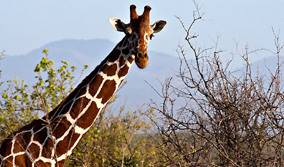 Hallå där, en giraff kollar in oss i Meru National Park