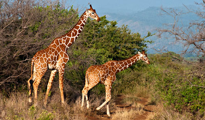 Giraff familj på väg, Meru National Park Kenya
