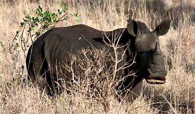 De vita noshörningarna har en mycket bred mun, Meru National Park