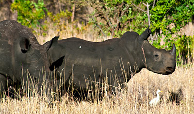 En mamma och barn vit noshörning, Meru National Park