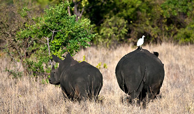 En vit fågel liftar med noshörning i Meru National Park