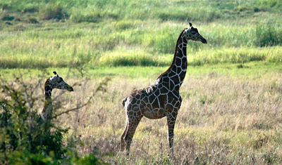 Stilstudie av giraff, Meru National Park