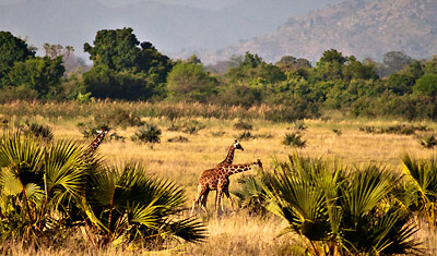 En grupp giraffer strövar i vacker natur i Meru National Park