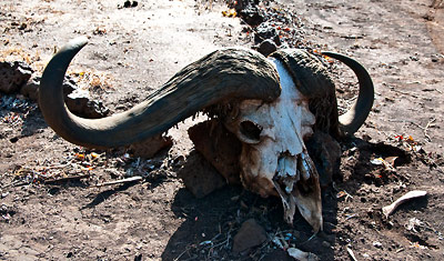 En skalle efter en buffel, Meru National Park