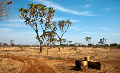 Vägskäl i Meru National Park