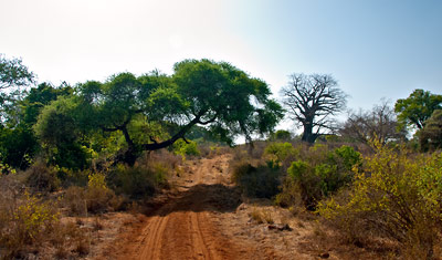 Vägen under grenarna i vackert landskap, Meru National Park